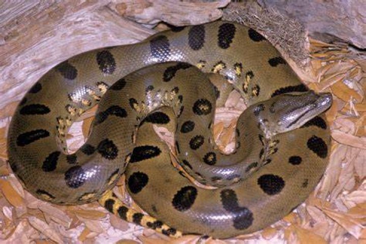 Are anacondas venomous?