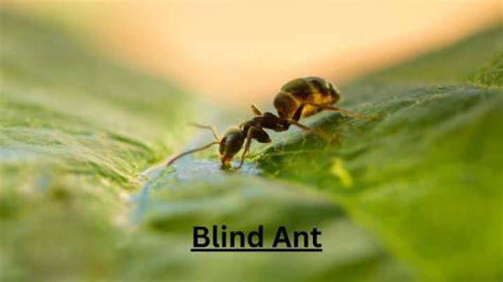 Are ants are blind?