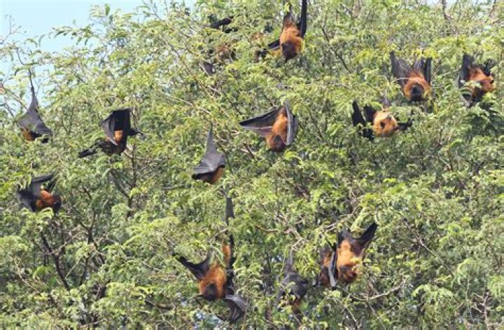 Are bats lucky in India?