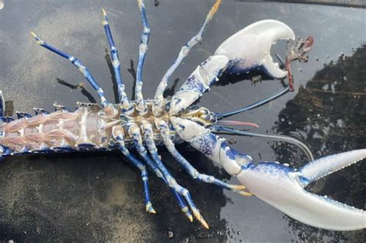 Are blue lobsters poisonous?