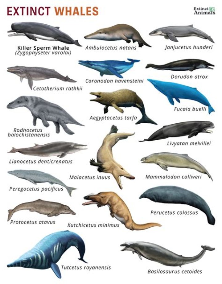 Are blue whale extinct?