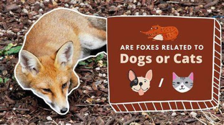 Are cats related to foxes?