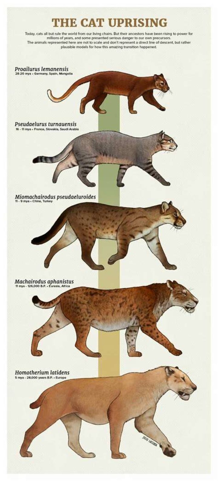 Are cats still evolving?