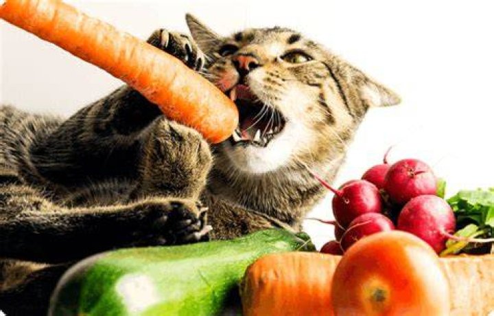 Are cats vegetarian?