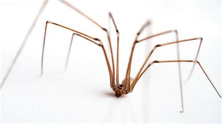 Are Daddy Long Legs the most venomous spider in the world?