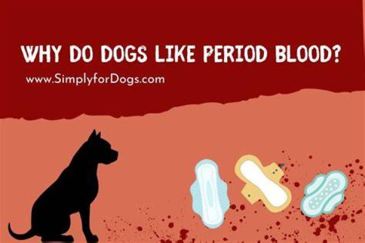 Are dogs attracted to menstrual blood?