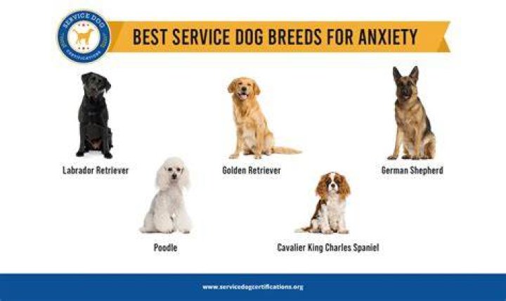 Are dogs good for anxiety?
