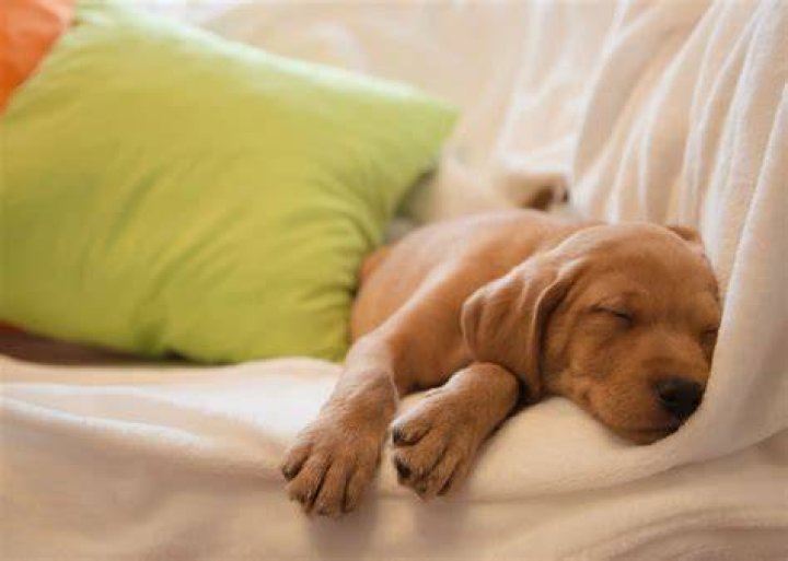 Are dogs happier sleeping in your bed?