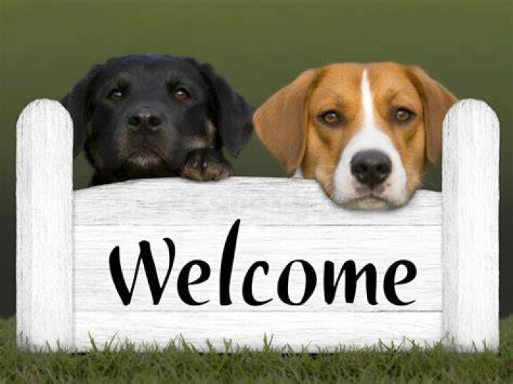 Are dogs welcome in Italy?