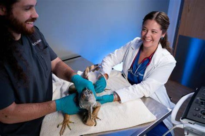 Are exotic vets in demand?
