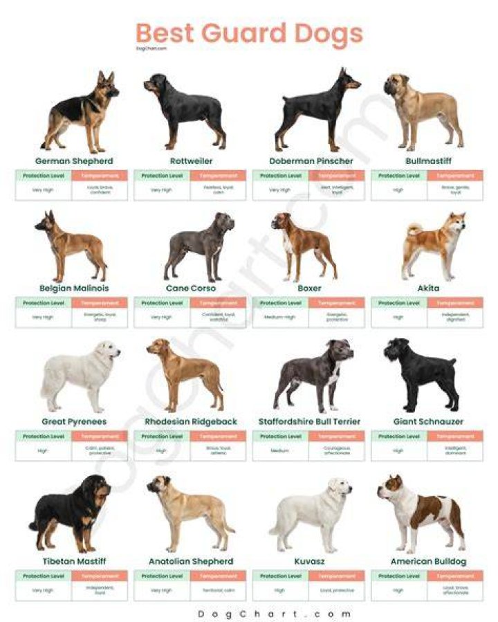 Are female dogs good guard dogs?