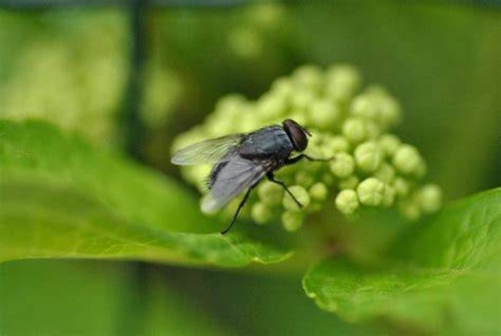 Are flies edible?