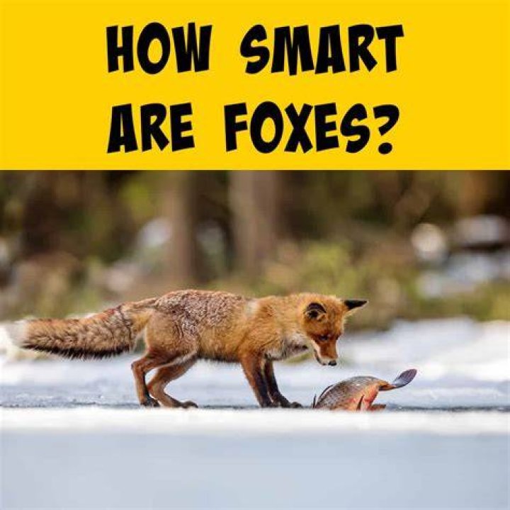 Are foxes intelligent?