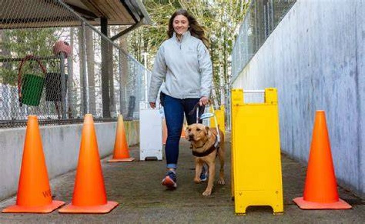 Are guide dogs trained not to poop?