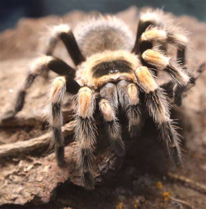 Are hairy spiders poisonous?