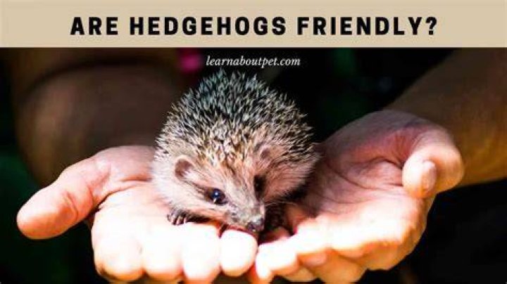 Are hedgehogs friendly?