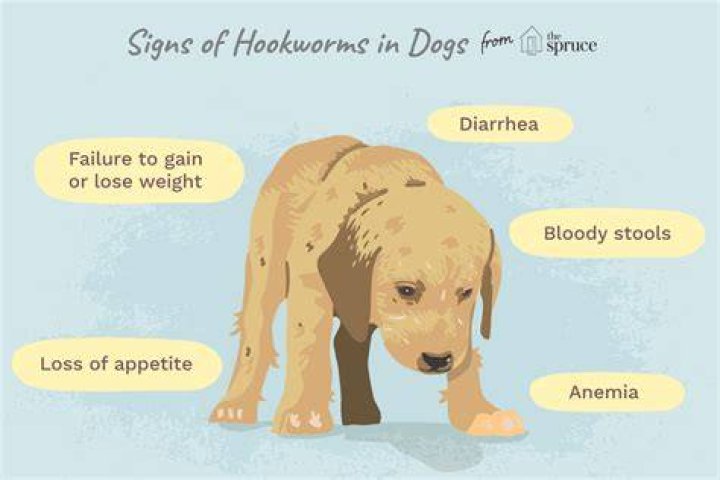 Are hookworms visible?