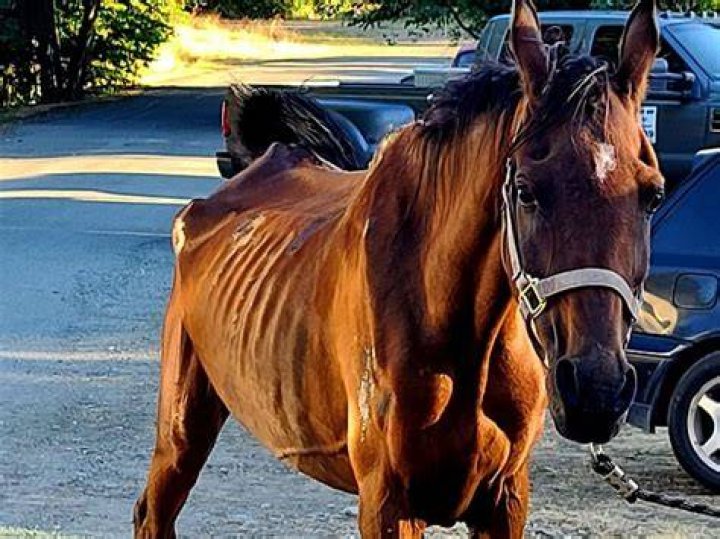 Are horses tax deductible?