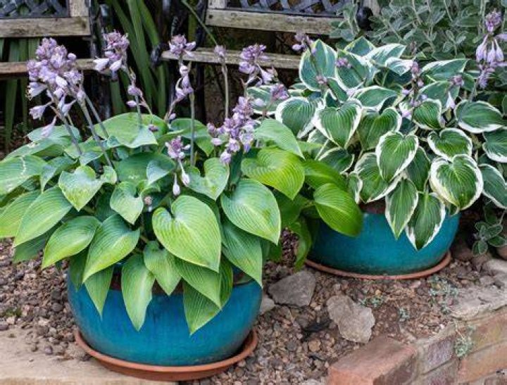 Are hostas good container plants?