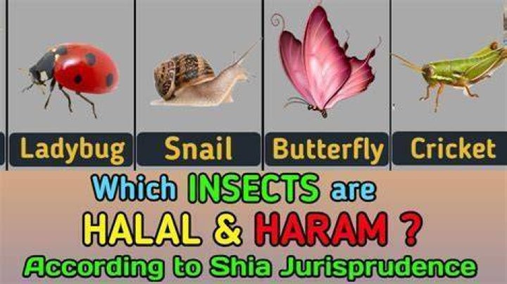 Are insects halal?