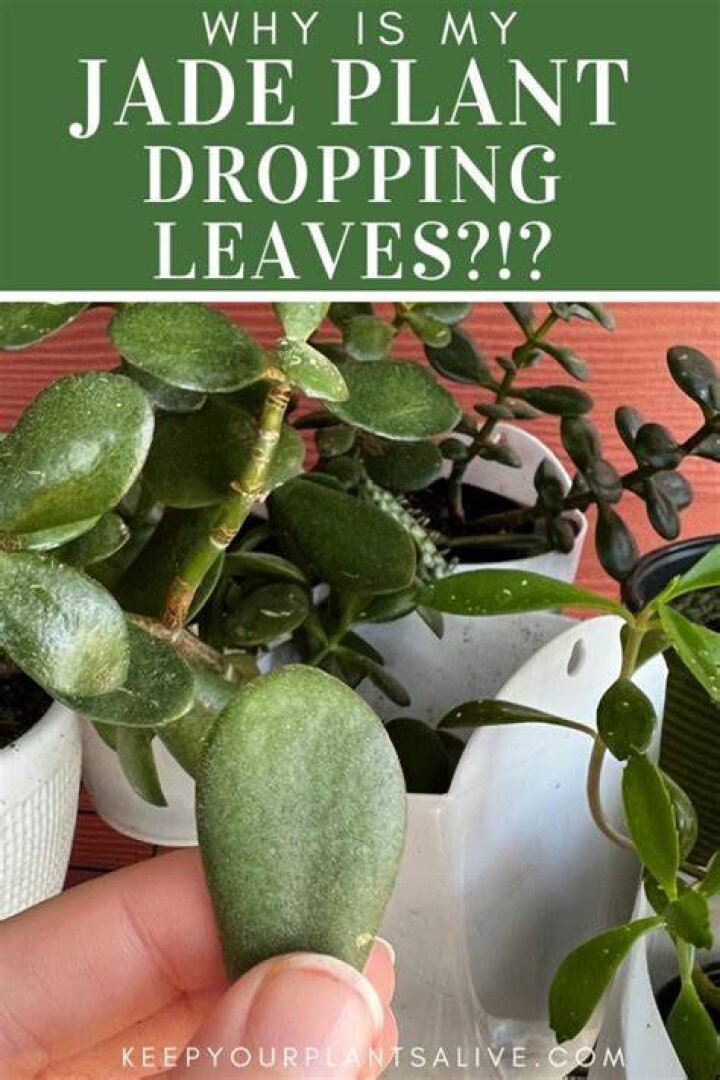 Are jade plants hard to keep alive?