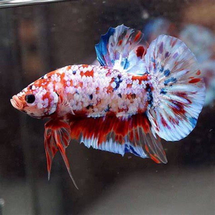 Are koi Betta rare?