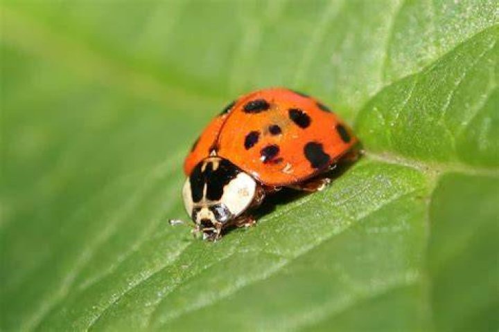 Are Lady bugs friendly?