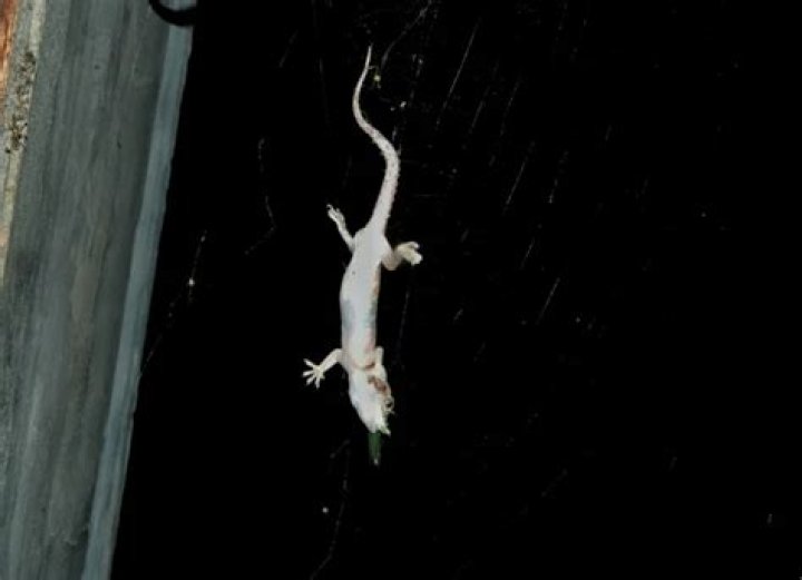 Are lizards attracted to light at night?