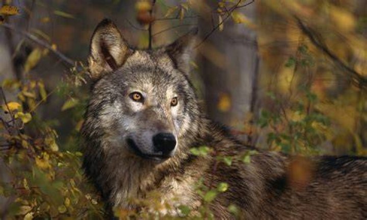 Are lone wolves male?