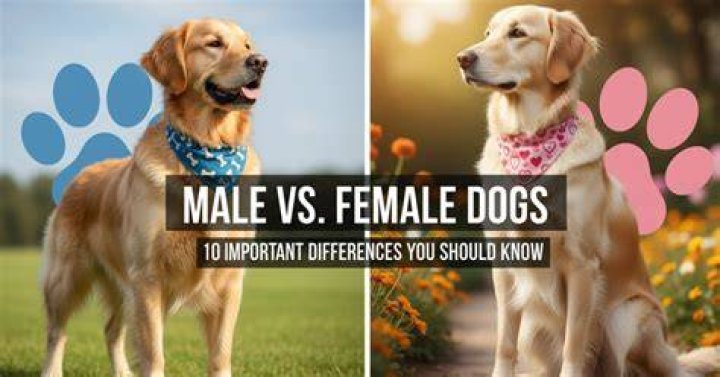Are male dogs closer to female owners?