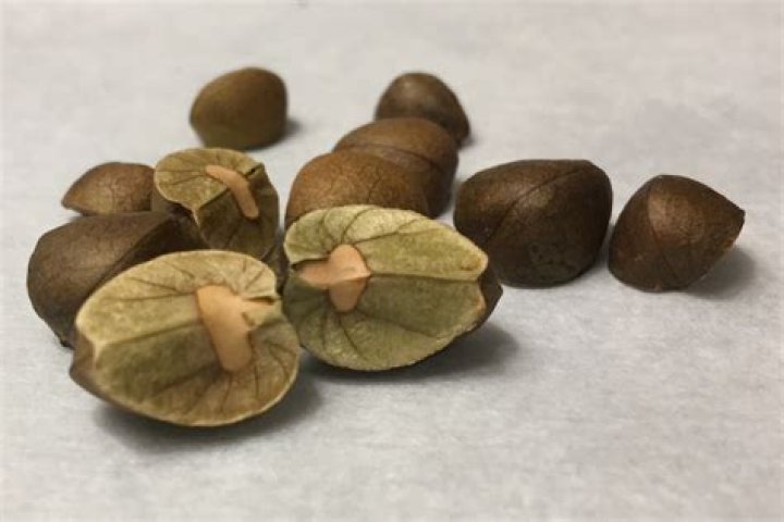 Are Mexican jumping beans illegal in the US?