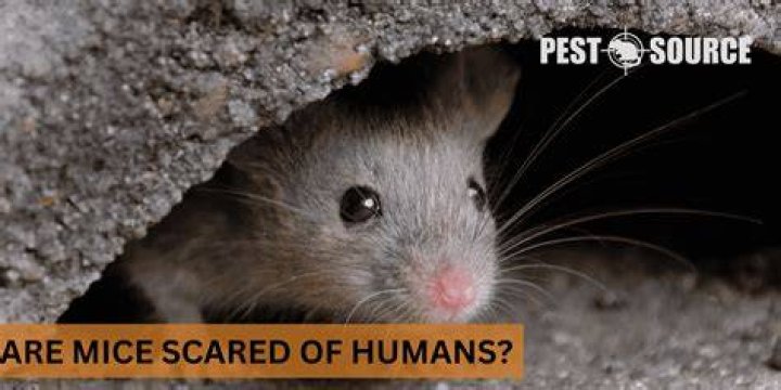 Are mice scared of sleeping humans?