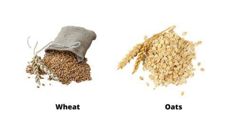Are oats and wheat the same?