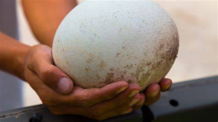Are ostrich eggs good to eat?