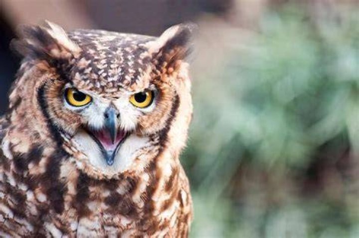 Are owls aggressive?