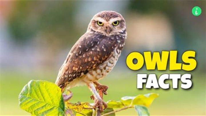 Are owls more intelligent?