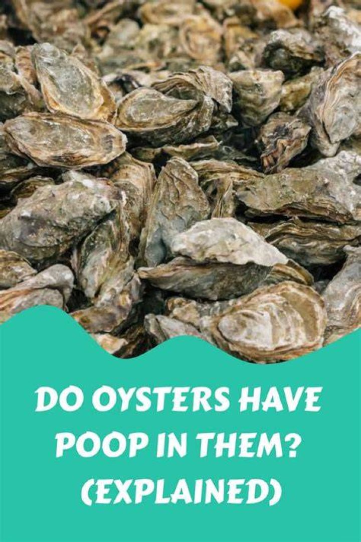 Are oysters full of poop?
