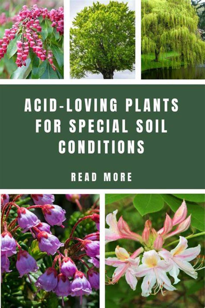 Are palms acid loving?