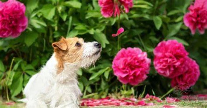 Are peonies poisonous to dogs?