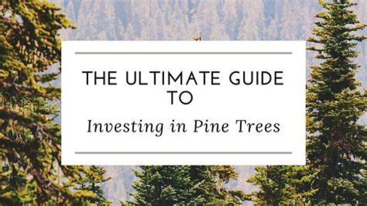 Are pine trees worth anything?