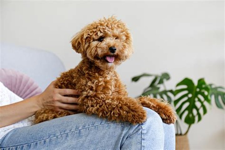 Are Poodles lap dogs?