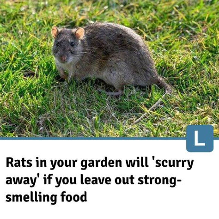Are rats OK in the garden?