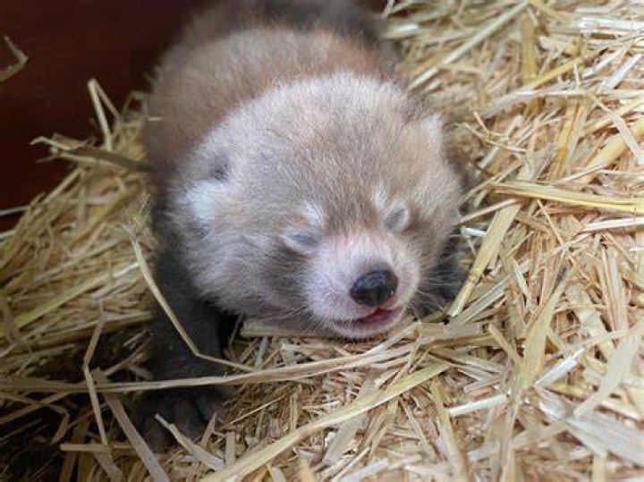 Are red pandas cannibals?