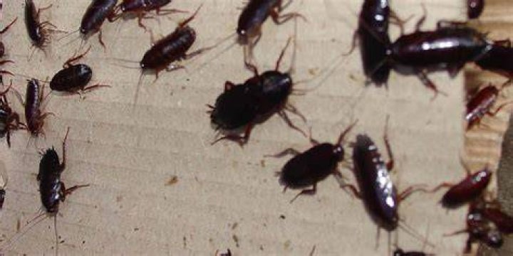 Are roaches attracted to light?