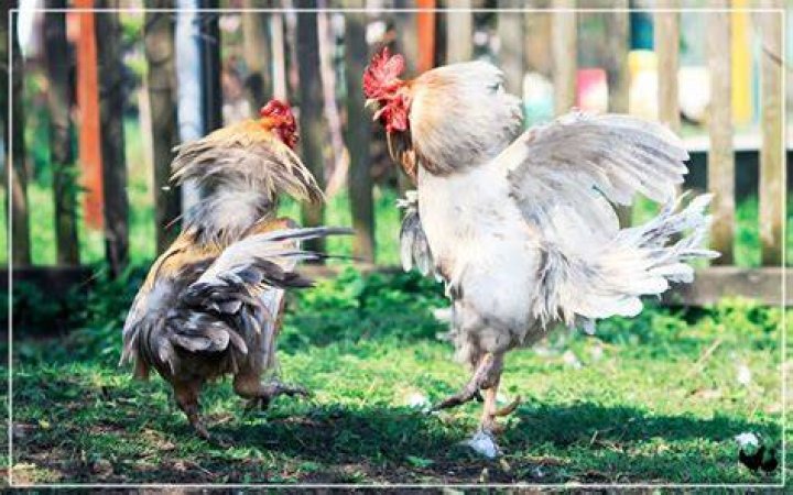 Are roosters aggressive?