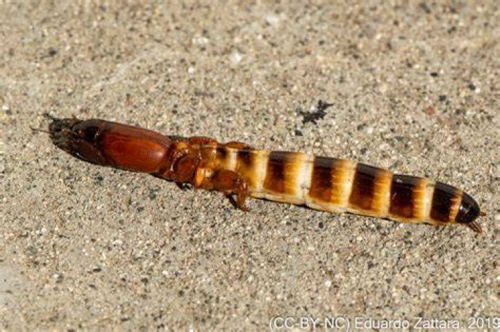 Are sandgropers a pest?