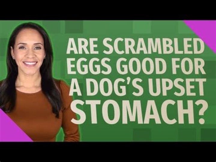 Are scrambled eggs good for a dog's upset stomach?