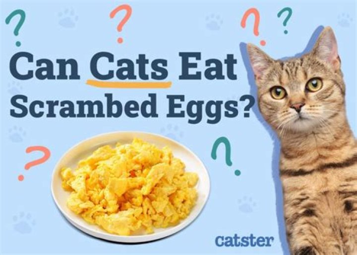 Are scrambled eggs OK for cats?