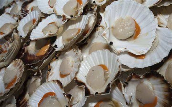 Are sea scallops really scallops?
