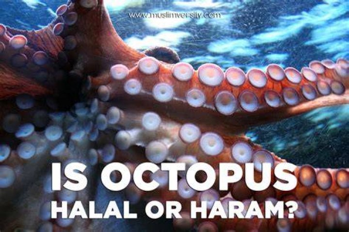 Are squids halal?